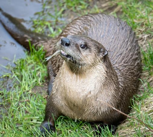 Picture of an otter eating a fish.