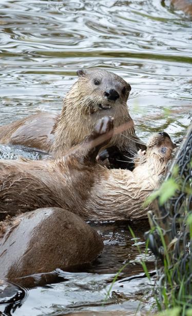 Picture of otters playing with each other.