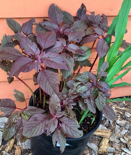 A large, black plastic garden container planted with fast-growing, red-leafed amaranth seedlings and two green ornamental corn stalks, both maybe 40 to 50 cm high. The container is sitting on brown wood mulch and next to an exterior, orange-painted wall.