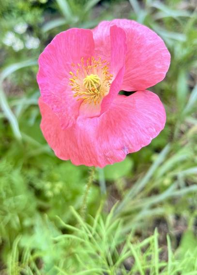 A pink poppy with a yellow center among vibrant green foliage.