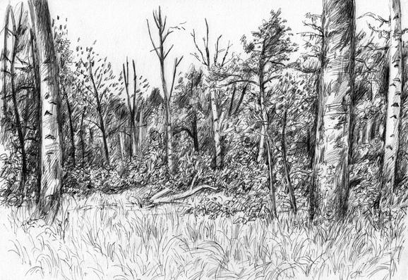 In the woods