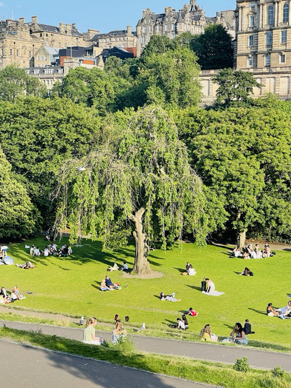 Far shot of said willow tree in a grassy area, with people sitting around enjoying the sun