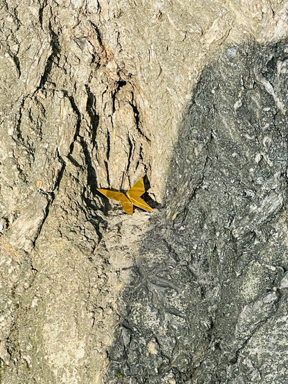 The gold origami butterfly sits in a little nook of the willow tree! the sun is sitting on it just right