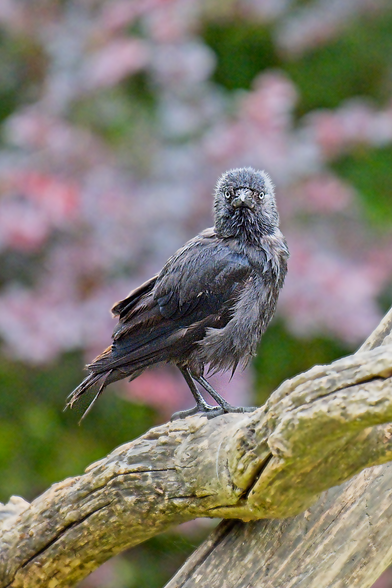 A wet-feathered bird sat on a tree branch, staring in to camera. There is blurred green foliage and pink and white flowers in the background