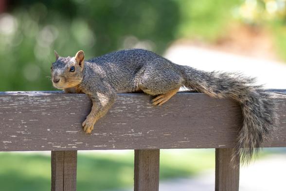 A Fox Squirrel resting in the shade on a wooden fence.