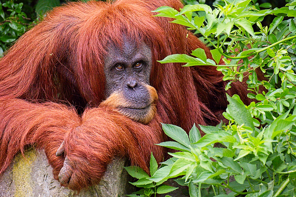 Young adult orang-utan slumped over a rock, surrounded by green vegetation. It has its head on its hands and is looking into the camera with a resigned expression.