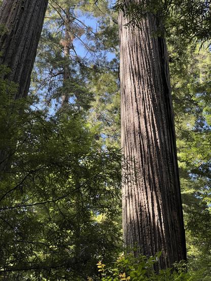 A visit to Redwood National and State Parks on Saturday, following just a bit of rain. The colors in the forest are different - perhaps the trees are still a little darker in color than on days not preceded by precipitation. The tree in the center, gently illuminated by the sun, is remarkably huge, especially when one considers that the neighboring trees are pretty much what could be called normal in size. The sky is blue and the needles, leaves, and vegetation are a variety of greens.