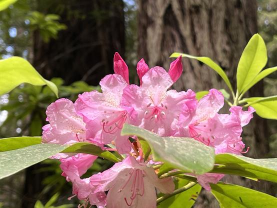 Rhododendron in the understory, Redwood National and State Parks, following a bit of rain. The pink and white colors of the flowers appeared here and there throughout the forest, none close enough for me to get a good picture, but hopefully this image provides a general idea of the scene. The green leaves of the rhododendron frame the flowers. Two large trees appear in the background along with a sliver of the day’s blue sky.