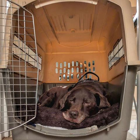 A chocolate lab is sleeping inside a dog house.
