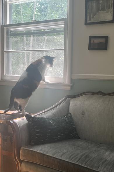 A calico cat is perched on an antique trunk next to a couch to peer out the window. Sun is coming through and young quaking aspen trees are visible through the window.