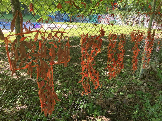 the word “TRUTH” spelled out in orange-fabric ribbons on a fence as seen in Montreal, June 2025