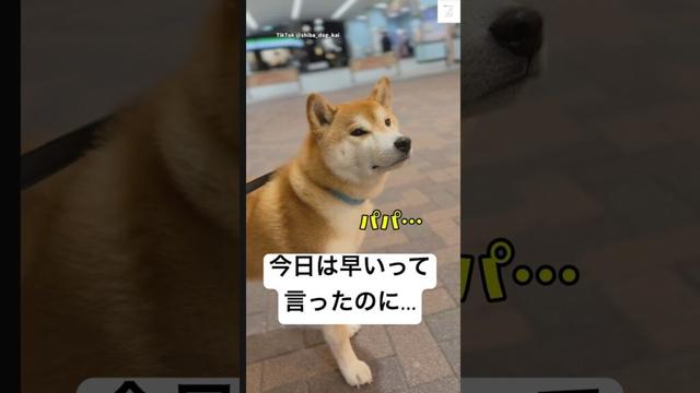 パパを帰りを待つ柴犬が可愛すぎる😭　#柴犬　#犬　#かわいい犬 #犬のいる暮らし #癒し