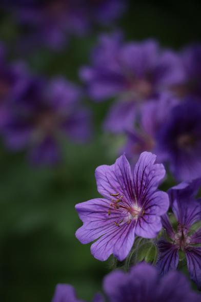 Close-up of a Common Mallow flower. It is a rich violet colour, with dark vein-like lines running through its petals. The soft bokeh background of purples and greens implies an ample quantity of the flower.