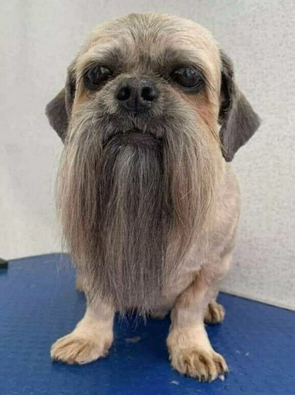 Small brown dog groomed to leave a long, flowing beard.