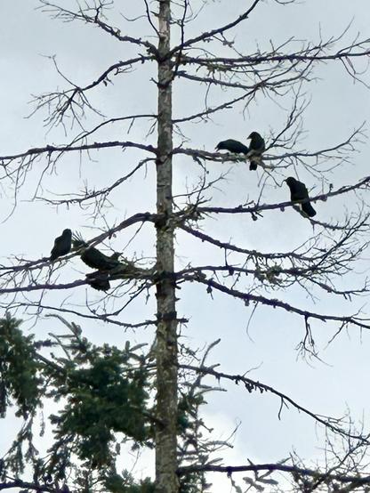 Five crows flap and caw in a group on the branches of a dead tree.