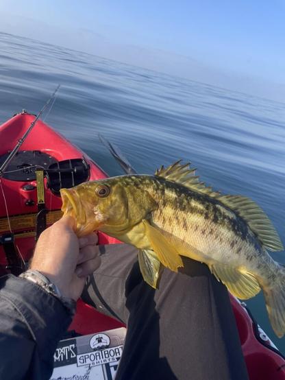 Good bite and good weather this morning - the bass were chewing