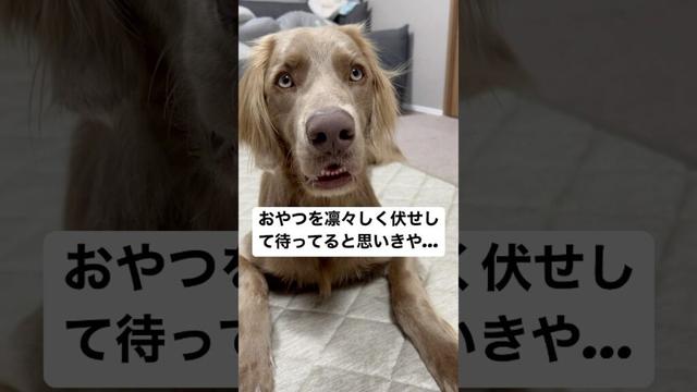 伏せの仕方、、、癖が強すぎる#大型犬 #犬のいる暮らし #ワイマラナー#ワイマラナーロングヘアード #dog#wiemaraner #shorts #ルルちゃんのルンルンちゃんねる