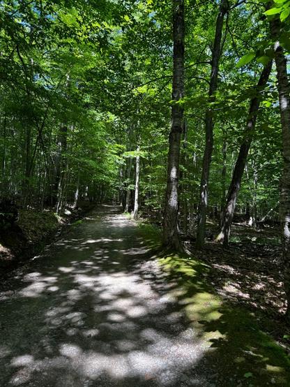 A picture of the woods with lush green trees and a path cutting in the middle. The sun is peeking through the leaves.
- - -
Une photo des bois avec des arbres d’un vert luxuriant et un sentier qui coupe au milieu. Les rayons de soleil passent à travers les feuilles.