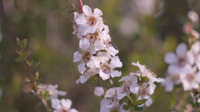 A close up of Tea Tree flowers with a small black beetle drinking nectar.  Blurry background of other flower stems on the plant.