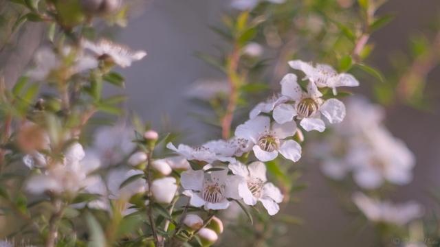 Close up of Tea Tree flowers, blurry background.