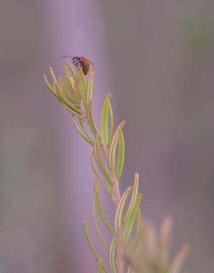 Close up of a vertical plant stem with an orange beetle perched at the tip of a leaf at the top, it's wings partly unfurled.   Blurry background in muted forest tones.
