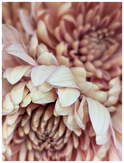 close up of two pale salmon chrysanthemums in a flower shop.