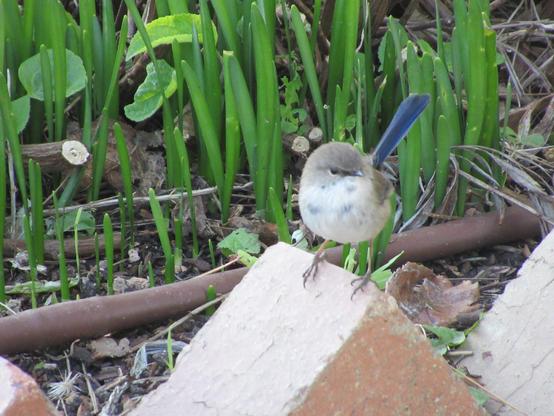 A small fairyren bird standing on a brick garden edge. They are quite round. Their body is mostly white, their face brown and their tail bright blue
