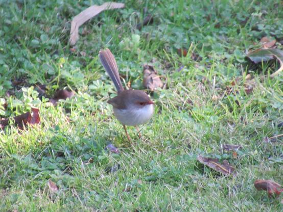 A small round fairywren bird. Their body and tail are white and brown with a red patch across their eyes