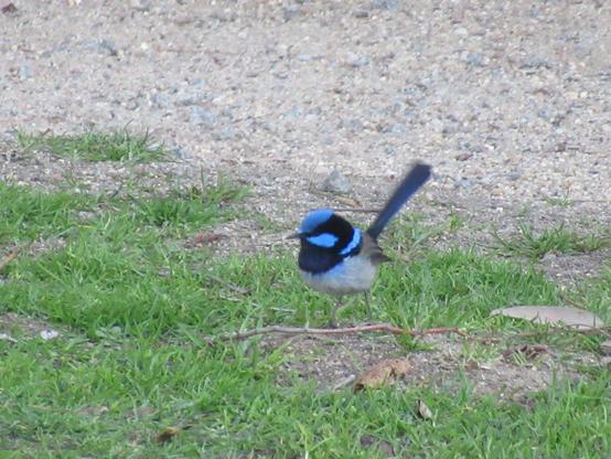 A small round superb fairywren bird. Their upper half and tail are light and dark blue, their underside light gray