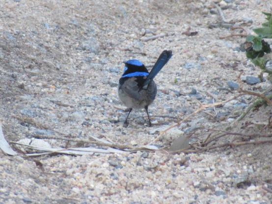 A small round superb fairywren bird facing away from the camera. Their upper half and tail are light and dark blue, their underside gray