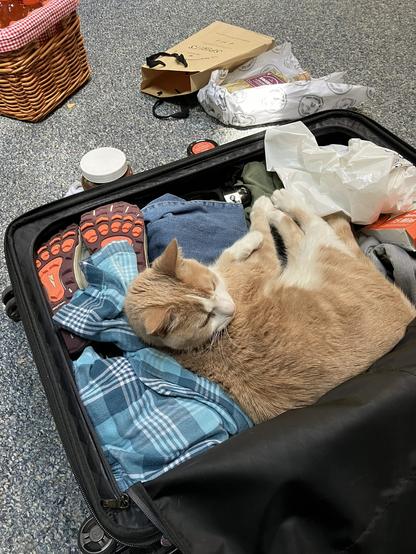 an apricot and white cat demonstrating his perfect fit in a packed suitcase