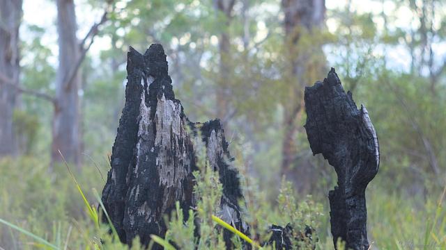 A burnt tree stump in a forest, with 2 pieces of charred remains standing above the low shrubbery.  The right side looks a bit similar to an outstrecthed vertical hand, 'palm' facing left into the void where the central trunk was completely burned away.  Blue highlights on the shiny charcoal from the sky.  Blurry background with signature Helios lens bokeh.