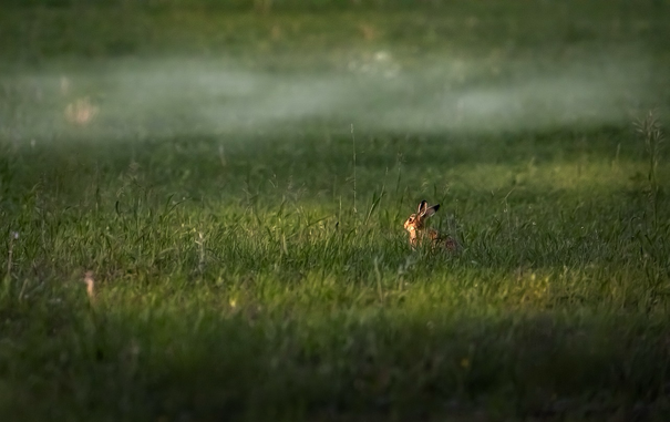 Rabbit in a misty, windblown green field.