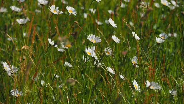 Sommerwiese mit weiß blühenden Blumen