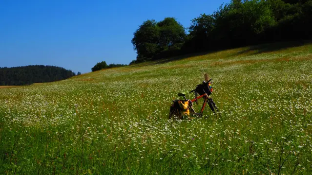 Sommerwiese mit weiß blühenden Blumen. Blauer Himmel, in der Wiese steht ein Fahrrad