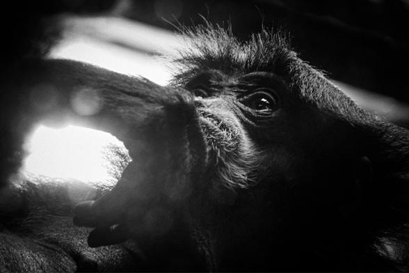 Close-up black-and-white photograph of a primate’s face, partially obscured in shadow. Its eye catches the light, reflecting a sense of depth, thought, and quiet intensity.