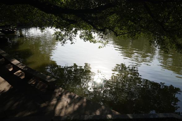 Greenish water, a tree above casts a dark shadow above the lake, the sun is shining on a small section of the lake creating a bright spot.