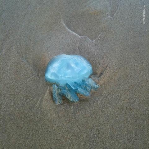 A small, beautiful blue jellyfish washed up on the beach.