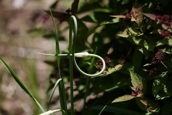 Garlic scape pointing left