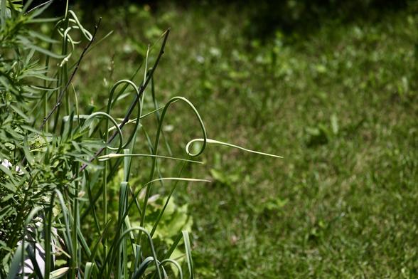 Garlic scape pointing right