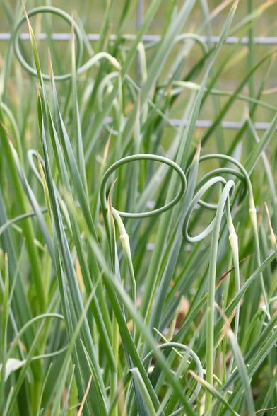 Garlic scape pointing down