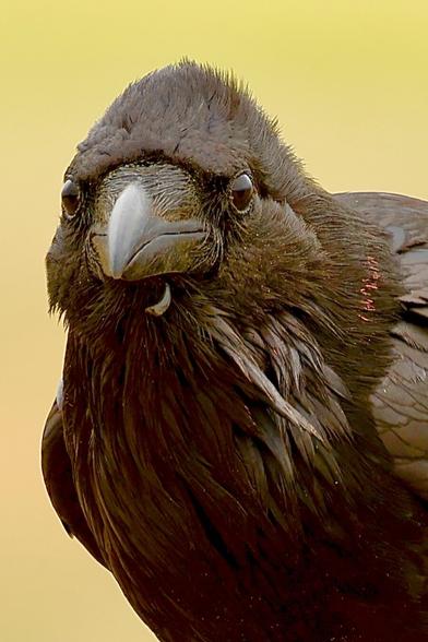 A black bird stares straight at camera.