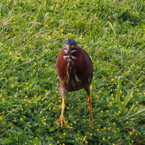 a green heron on some grass dotted with little yellow flowers. they have bright yellow legs, a reddish brown body that is rather round in this shot. they have a little blue cap on top of their head. the highlight of the shot though is their beak which is slightly ajar so you can see their long sideways arced pink tongue peaking out from both sides. on either side of their beak are bright orange eyes with bright yellow patches connecting them to the beak