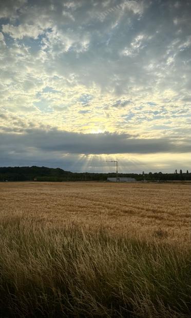 Ein goldenes Feld erstreckt sich im Vordergrund unter einem wolkenverhangenen Himmel. Sonnenlicht bricht durch die Wolken und wirft Strahlen auf die Landschaft. Im Hintergrund sind ein Baukran und einige Gebäude inmitten von Bäumen zu sehen.