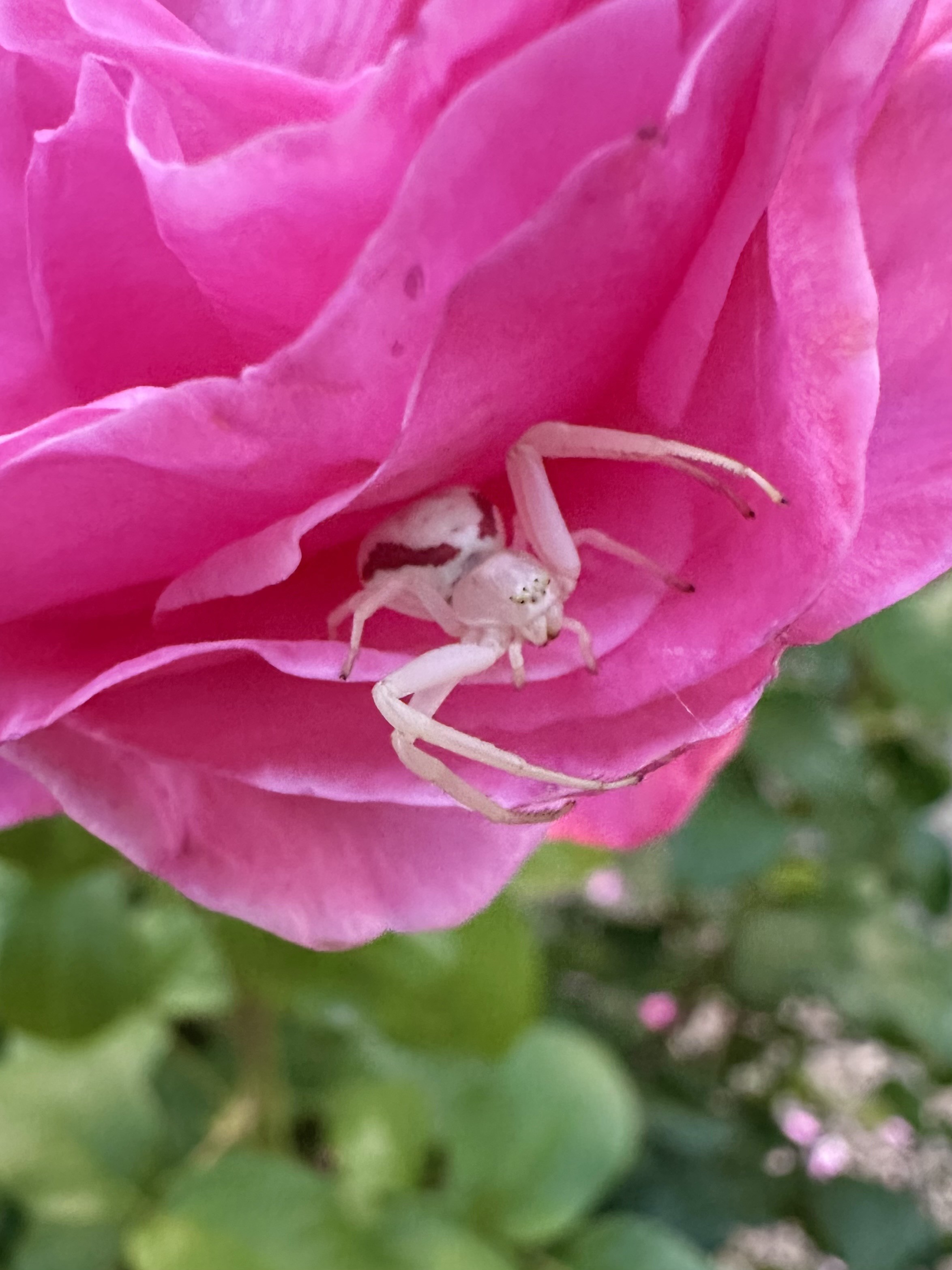 A female goldenrod crab spider sits looking out from between vibrant pink rose petals, blending subtly with the flower's color. She is white with four long front legs and deep a red stripe along either side of her abdomen. The background features green leaves and blurred pink petals, creating a natural setting.