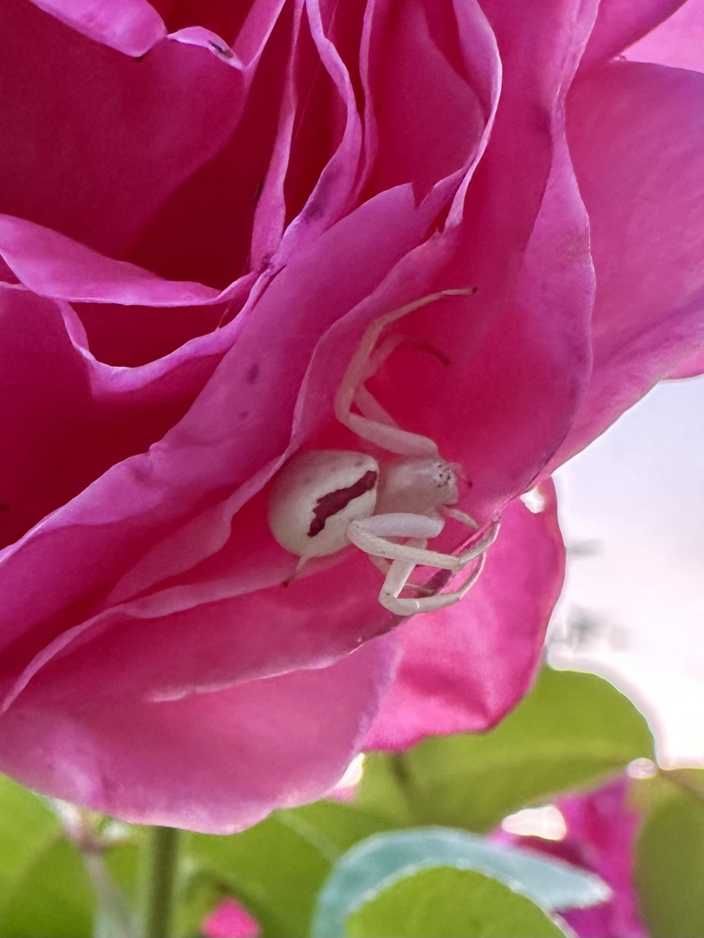 A female goldenrod crab spider sits on the petal of a vibrant pink rose, clutching the edge with her long front legs. Her profile shows off the contrast of her bright white body with a red stripe that runs along the side of her large, round abdomen. The background features green leaves and more blurred pink roses, creating a natural setting.