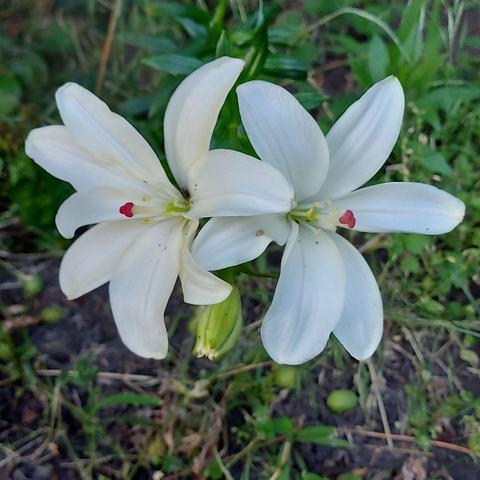 Lilies