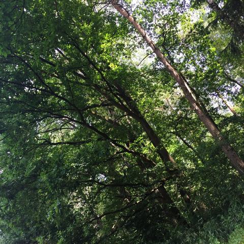 Some green leafy trees pictured from below and facing the sky, with the sun peeking through the branches