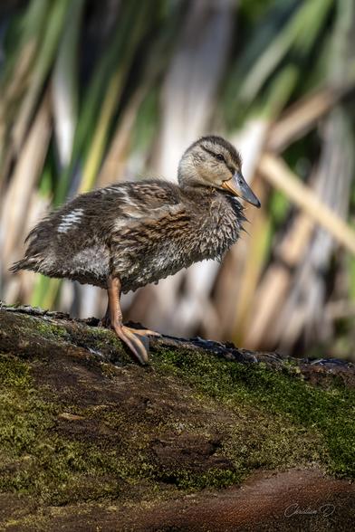 Premiers reflets, premières plumes — le doux début d'une vie sur l'eau. Ce jeune colvert découvre le marais, perché sur sa branche comme un aventurier en herbe. (Mallard duck)