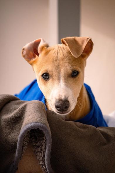 Cream and white puppy wearing a blue jacket and looking at the camera.